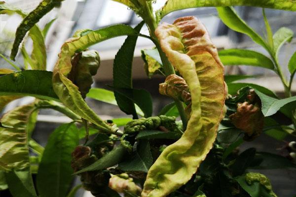 桃树缩叶病杀菌剂,桃树缩叶病用什么农药治疗最好