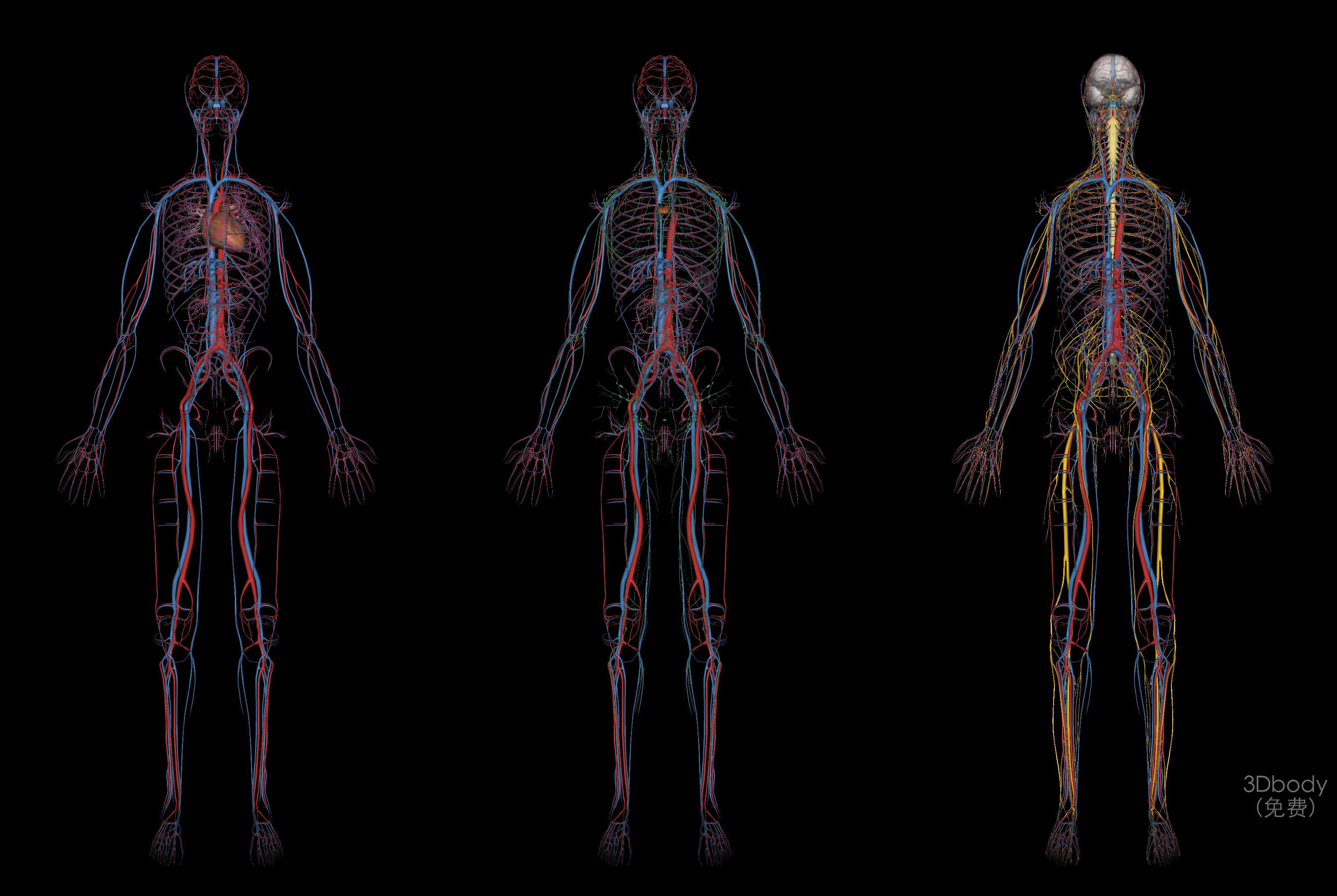 中医经络是个谜,中医第四章经络