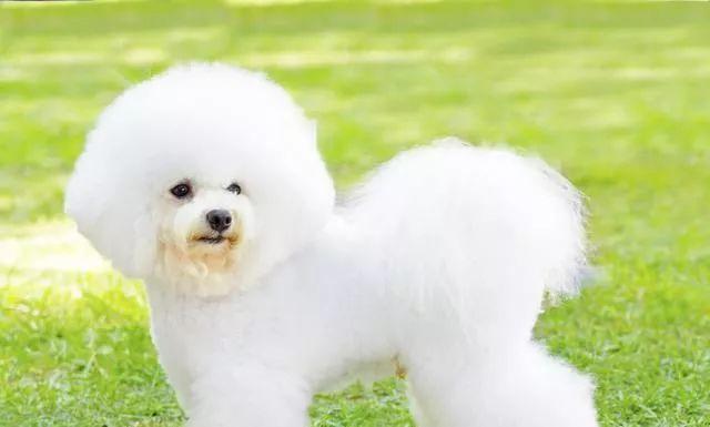 买比熊犬需要注意什么,购买比熊幼犬时怎么看泪痕