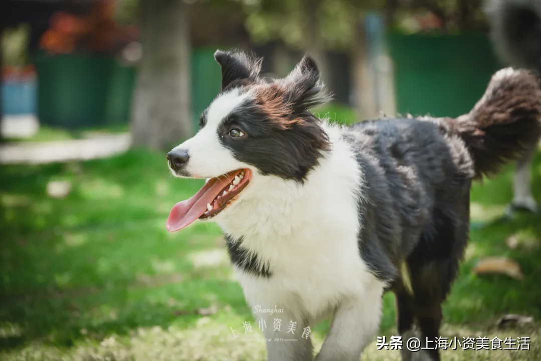 豆柴犬幼犬直播,豆柴是一只非常可爱的小狗