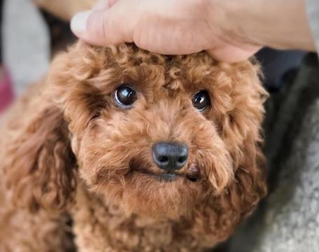 训练泰迪给它喂什么食物,训练狗狗黄金期