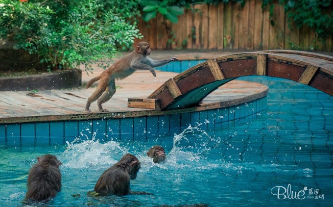 南湾岛猴王,海南南湾猴岛的猴王争夺战