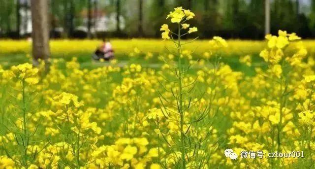 常州周末适合去哪里踏青,清明农庄亲子游攻略