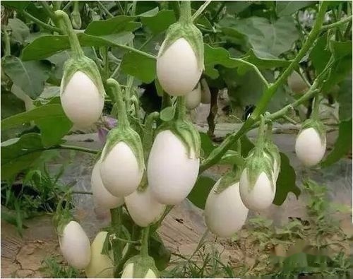 自然界嘴巴奇特的十种动物,十种奇特的自然界植物图片