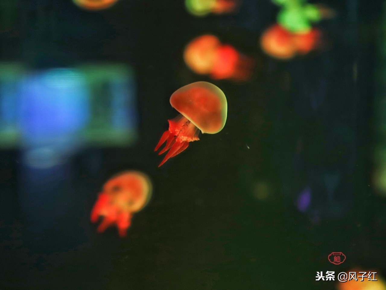 上海新地标丨海昌海洋公园一日游园玩法攻略