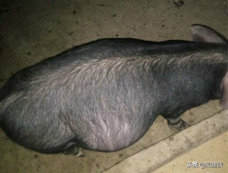 猪胀气死亡原因用什么药,猪胀气防治方法