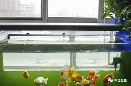 家庭金鱼养殖技术视频教程,家庭饲养金鱼攻略养鱼容器的选择