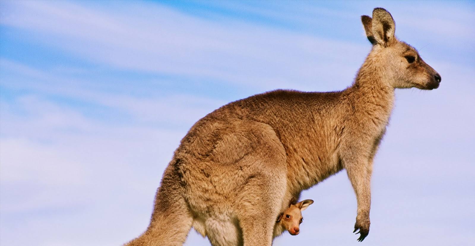 袋鼠的生育结构示意图,袋鼠的生殖系统为什么有两个