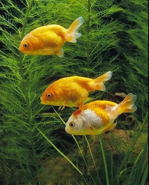 金鱼的饲养技巧和注意事项,草金鱼为什么养不大