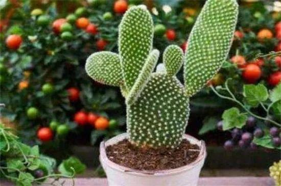 小刺猬植物名称是什么,跟刺猬一样的植物