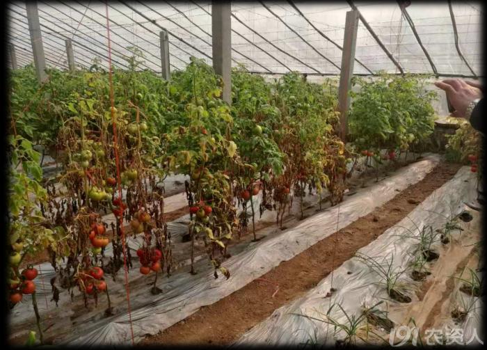 大棚土壤基础知识,大棚土壤养殖基本原理