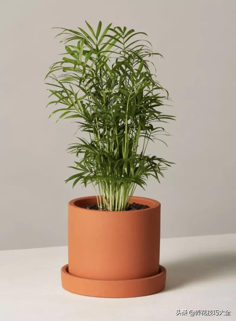 盆栽袖珍椰子发黄怎么办,袖珍椰子叶子发黄可以扯掉吗