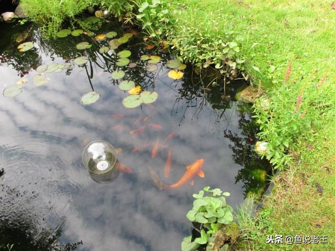 硝化细菌放多了会对鱼儿有影响吗,硝化细菌一放下去鱼儿当场就死了