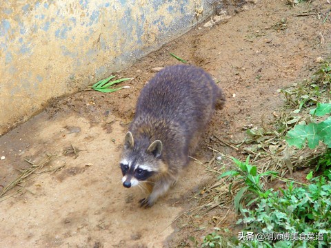 除了蝙蝠，这18种动物肉都是野生的，为了家人健康，一定要管住嘴