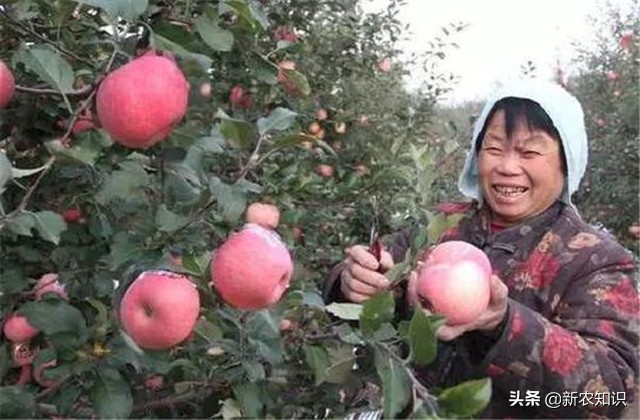 苹果栽培技术与管理方法,苹果栽培新技术