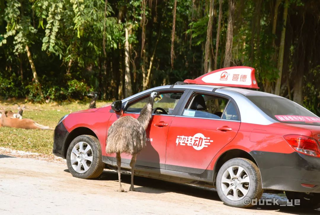 去广州长隆野生动物世界学到什么,5.1广州长隆野生动物攻略