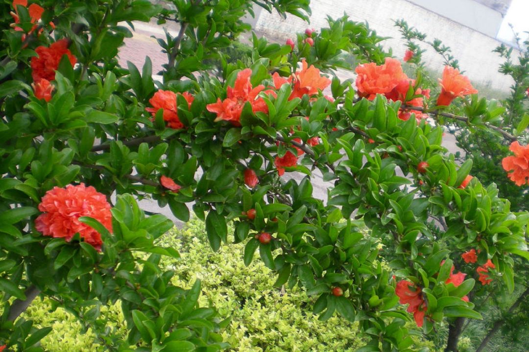 牡丹石榴和普通石榴的区别,牡丹石榴好还是红如意石榴好