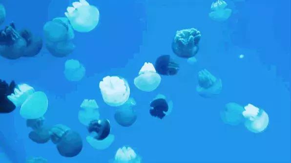 青岛极地海洋世界游玩攻略,青岛极地海洋世界隐藏消费