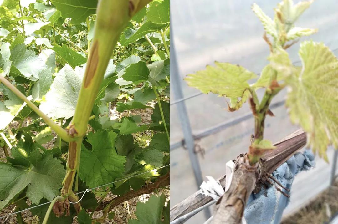 葡萄枝条上的病害图片,葡萄果实开裂什么病害