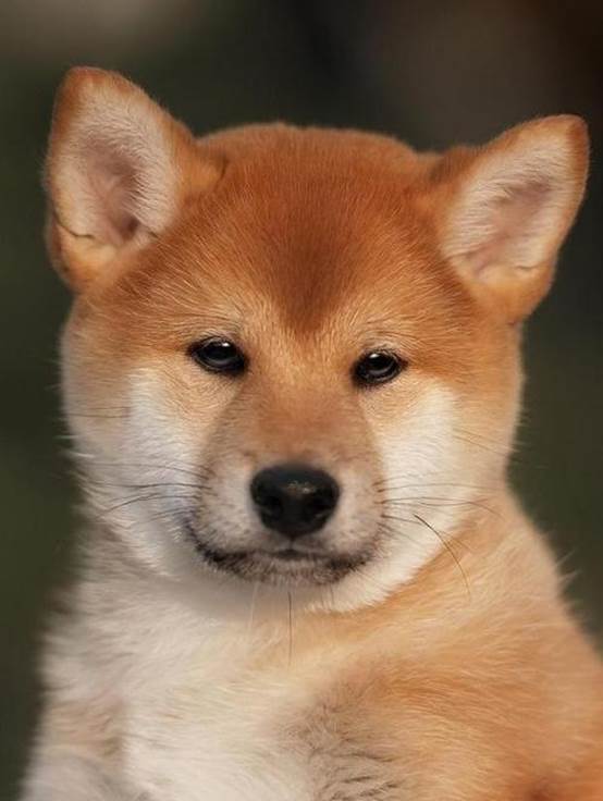 土狗不土田园犬,土狗真的不土吗