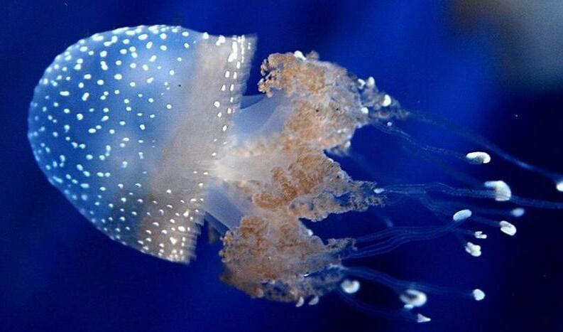 儿童水生物,儿童水中毒致死