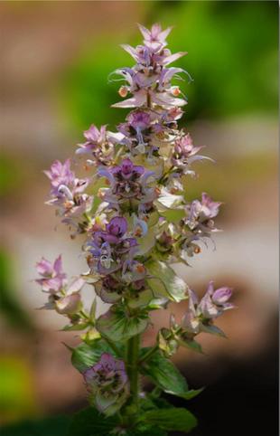 精油为什么不适合自己,精油为什么对情绪有帮助