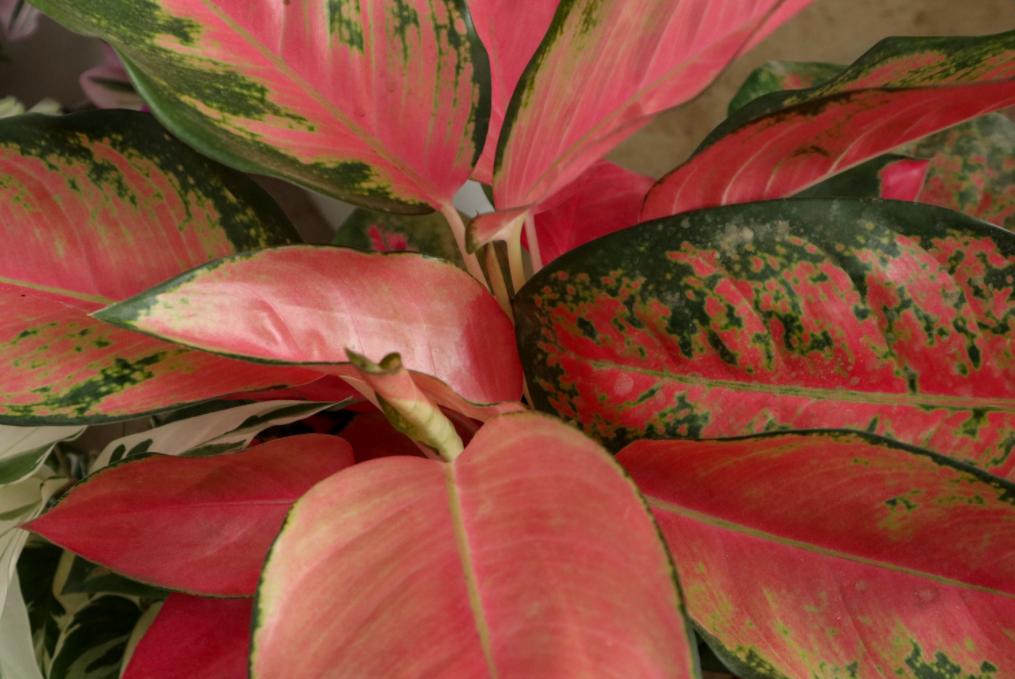 万年青冬天养护方法,万年青怎么养让它开花