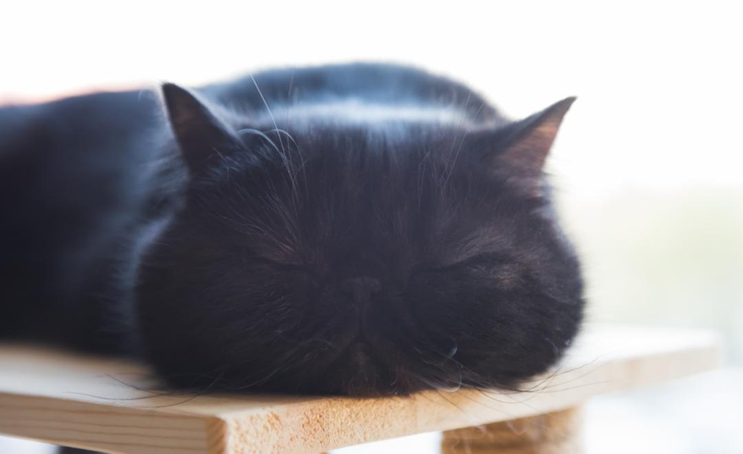 猫咪结膜炎眼球颜色有变化了,猫咪异瞳生病后眼睛变色