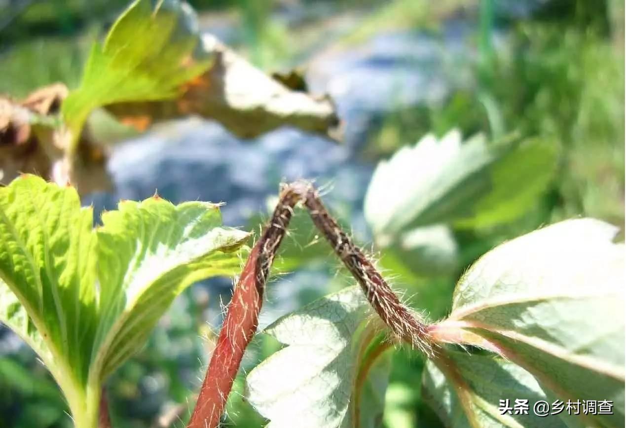 种植草莓的各种病害,草莓最全的病虫害防治方案