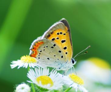 心理测试选一束花测你的真命天子,心理测试未来的桃运