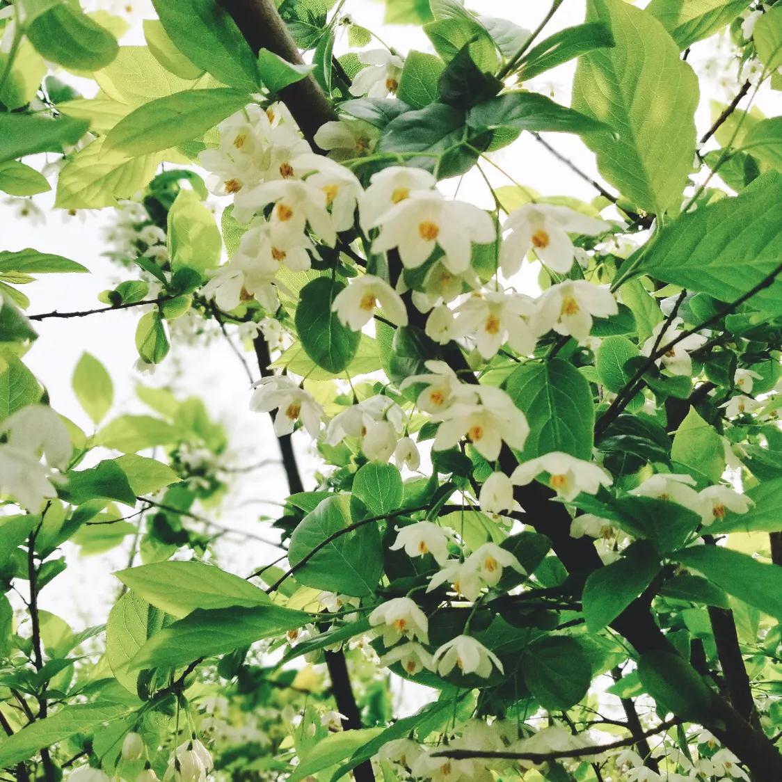 不用去维多利亚！南京溧水惊现布查特花园，文艺值爆表！