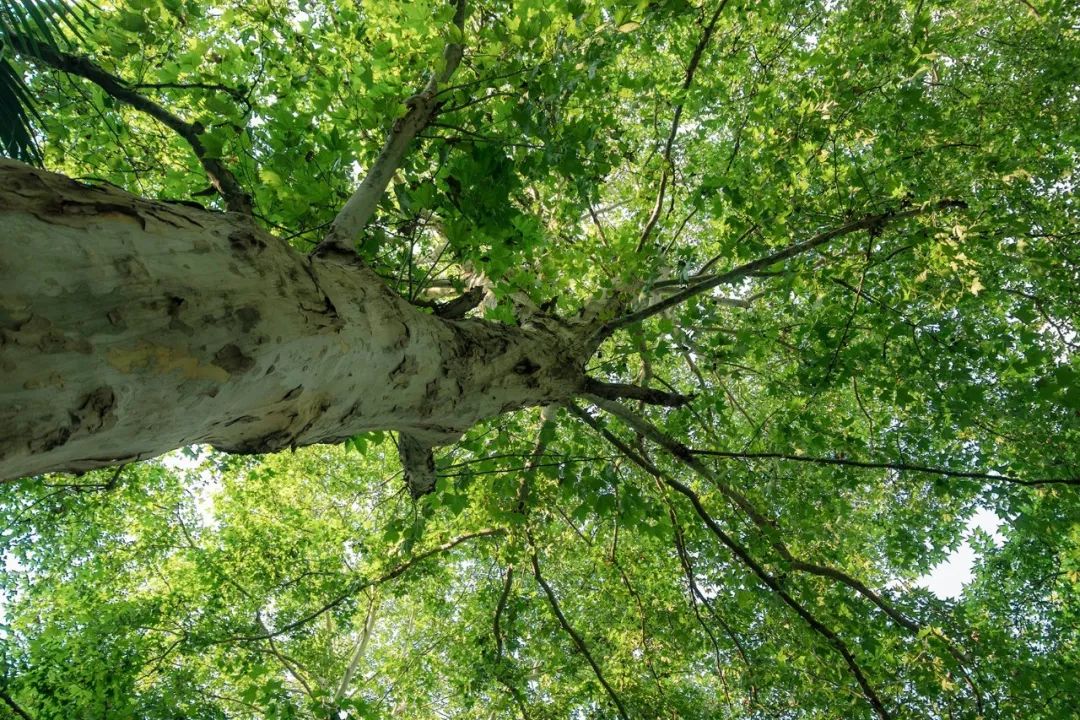 武汉最新的好消息,武汉近期好消息