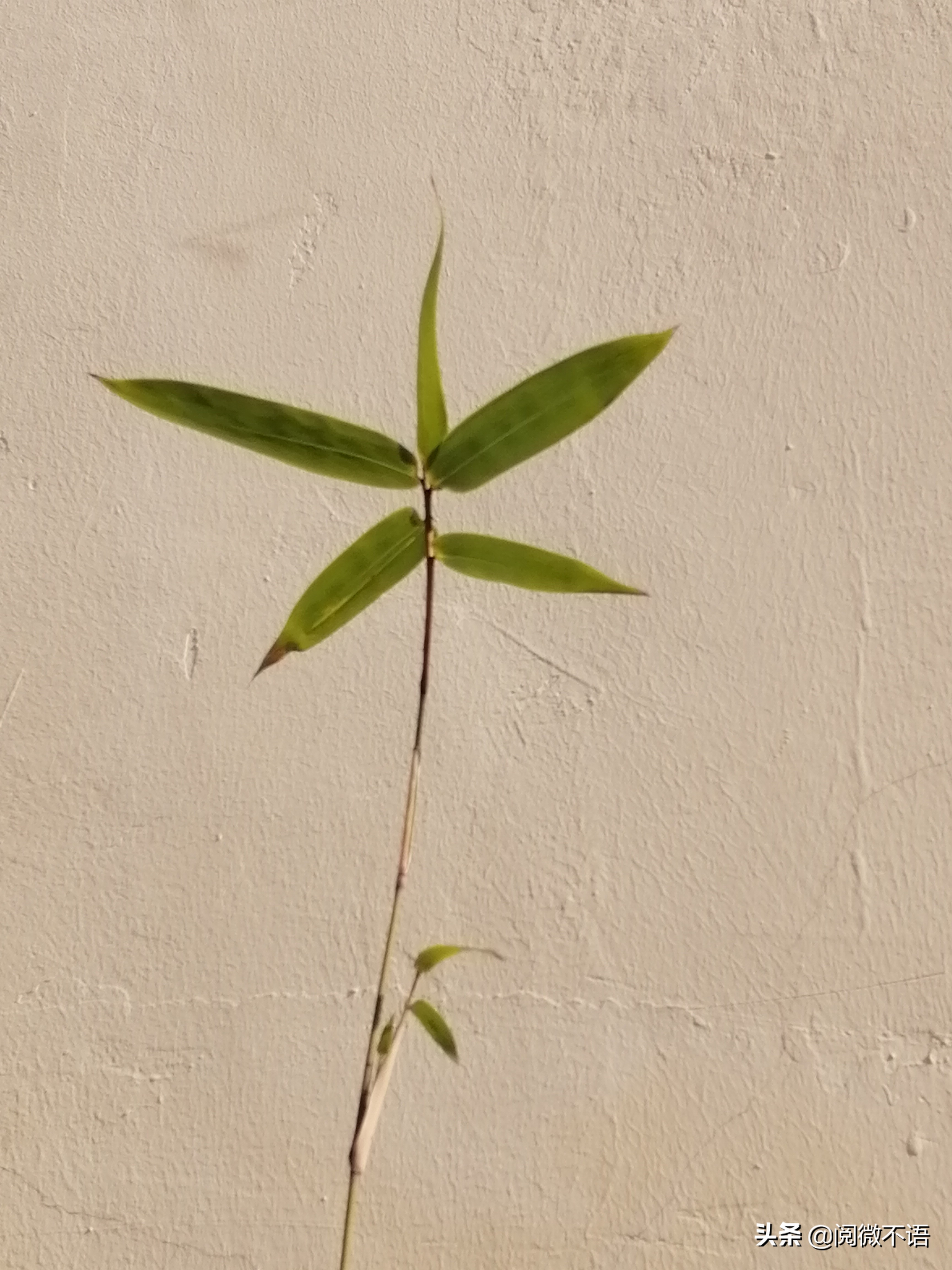 菩萨蛮冬晚遣怀,菩萨蛮冬思