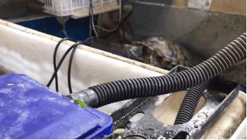 龟怎样才算认可主人,怎么增加和龟的互动性