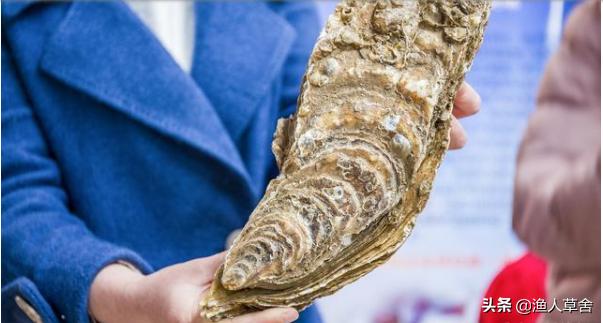 威海乳山牡蛎生蚝,乳山生蚝鲜活大牡蛎