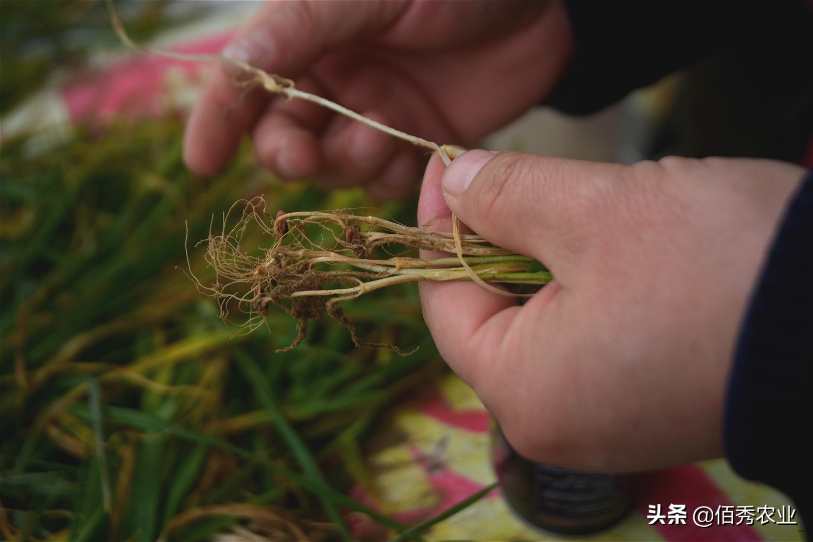 农民打工返乡，田间小麦发黄，怀疑肥料有问题，农技专家来帮忙