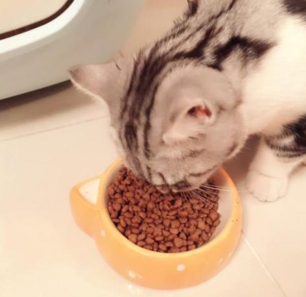 养猫的注意事项和喂养,养猫的正确喂养方法