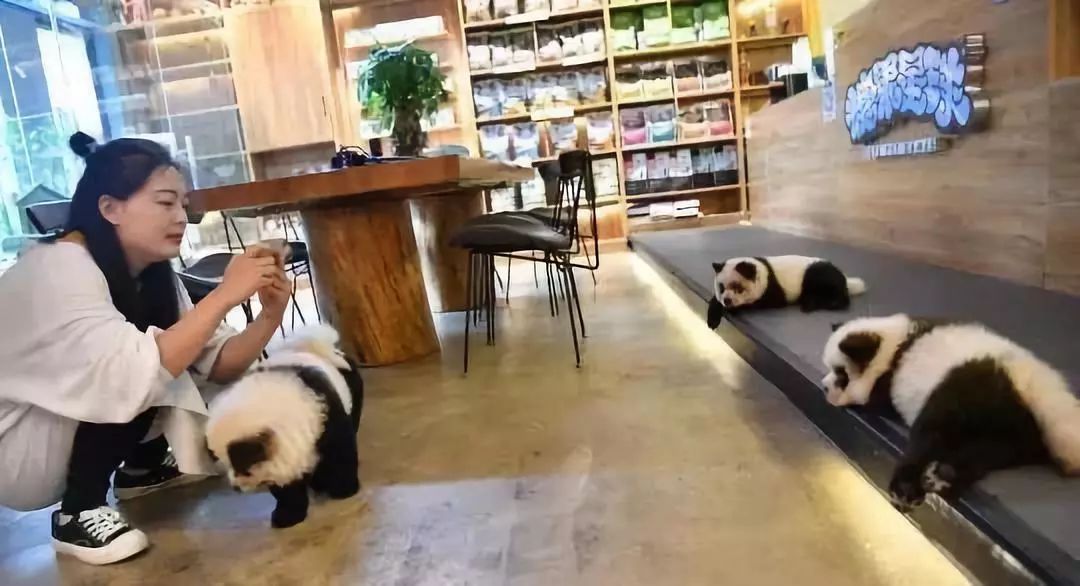 松狮犬染熊猫色宠物店,外国人松狮犬染色成熊猫
