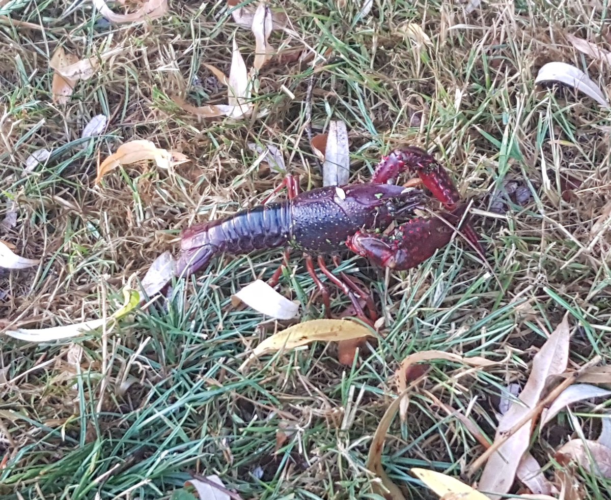 这个小镇小龙虾泛滥成灾，荷兰人不敢出门，我十三香都备好了....