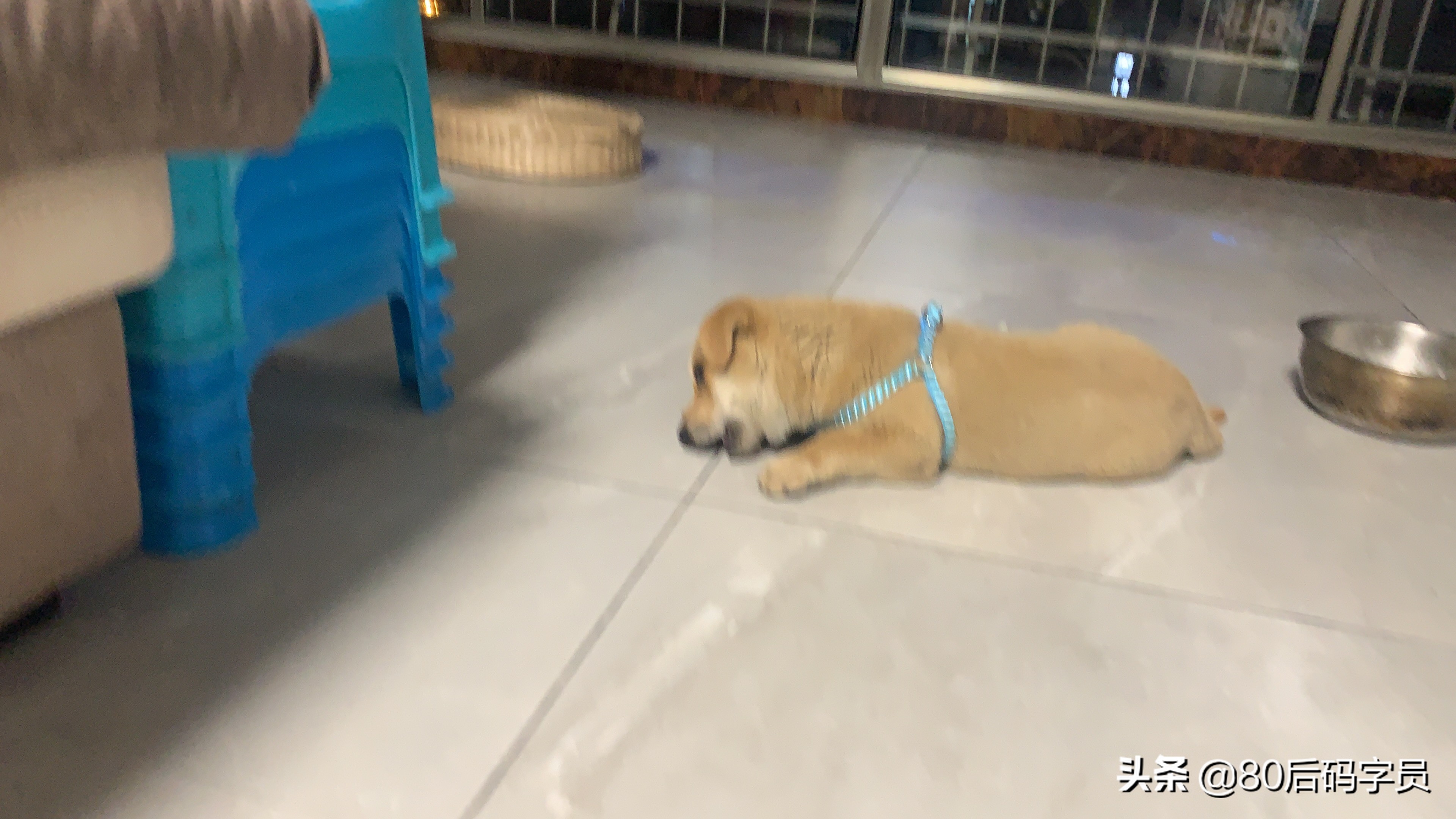 养条黑土狗什么感受呢,养条土狗是什么体验