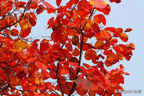 适合客厅养的盆景植物,茶桌上养什么盆景植物