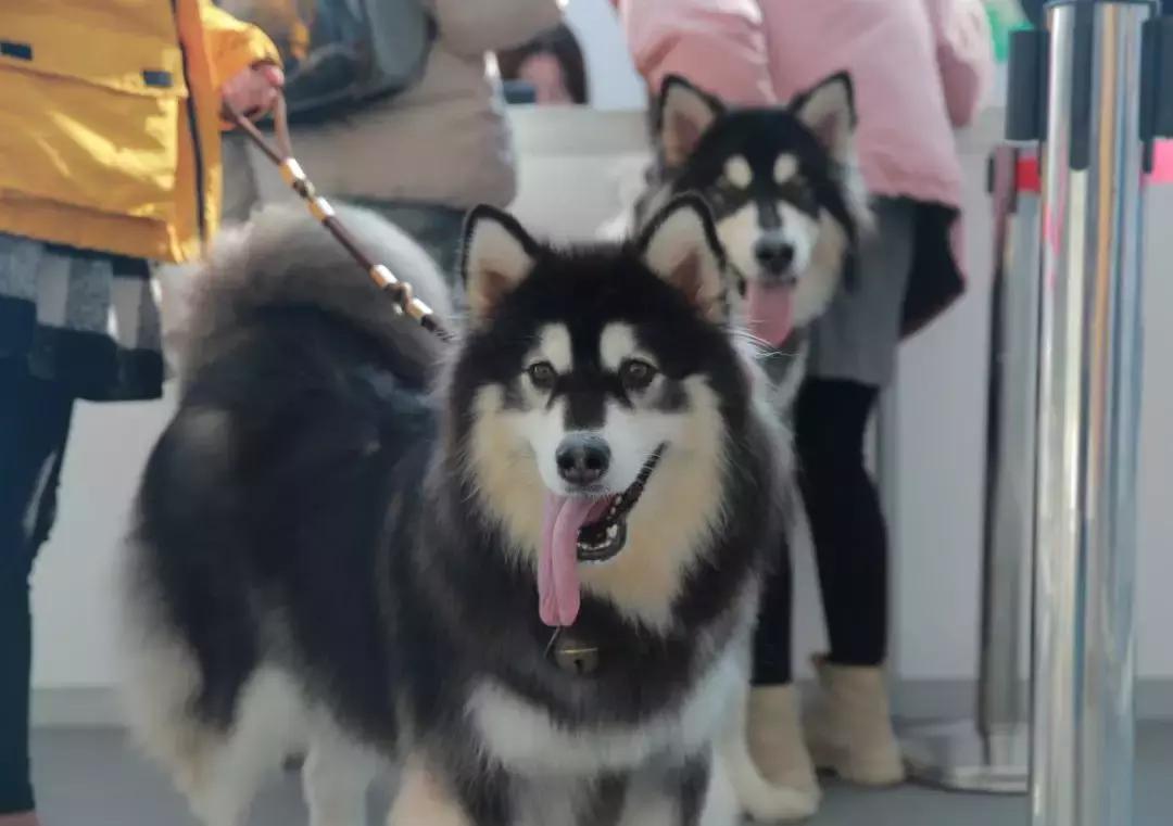 萌宠齐聚南京宠物博览会,day1