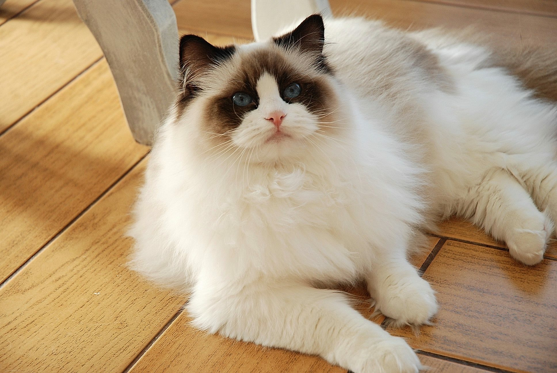 养猫不要养这7种猫,养猫首选这8种猫不仅便宜还好养