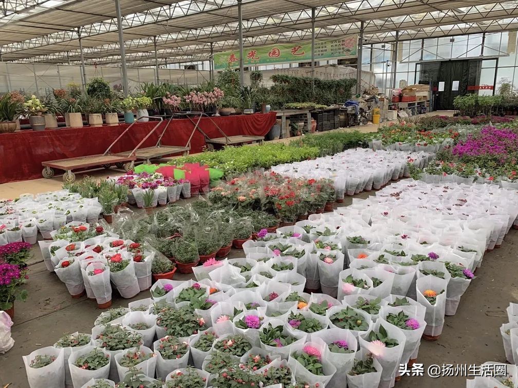 扬州花卉市场大全,扬州西区花卉市场