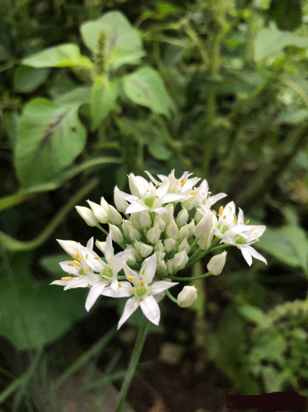 中国丈母娘把女婿花园改造成菜园,中国丈母娘改花园