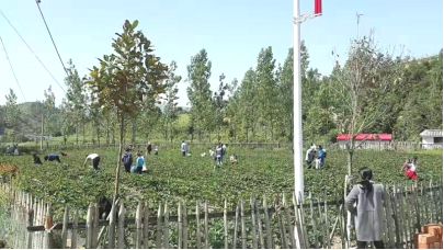 福建草莓露天种植全过程,露天草莓种植管理技术和方法