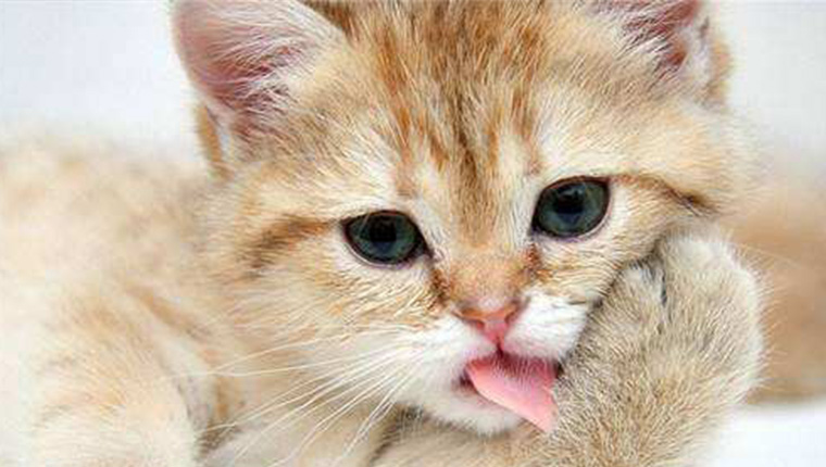 猫咪得了毛球症的症状,猫咪已经得了毛球症怎么治疗