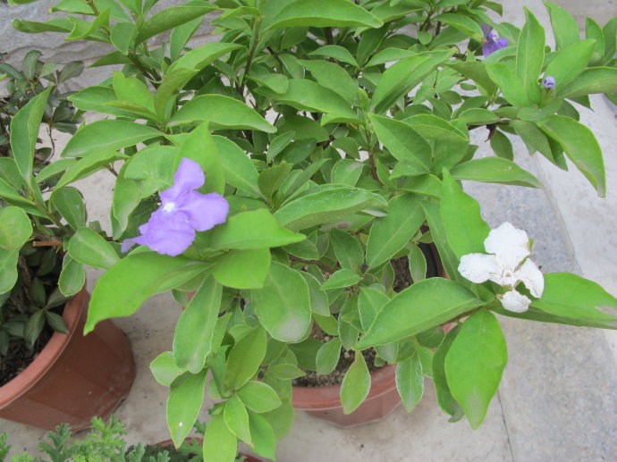 双色茉莉不开花光长叶是怎么回事,双色茉莉怎么让它开花多