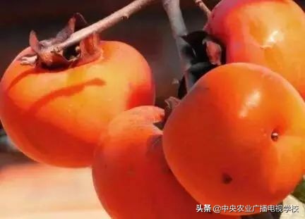 柿子脱涩是用凉水泡还是用熟苹果,柿子脱涩用什么方法最快呀