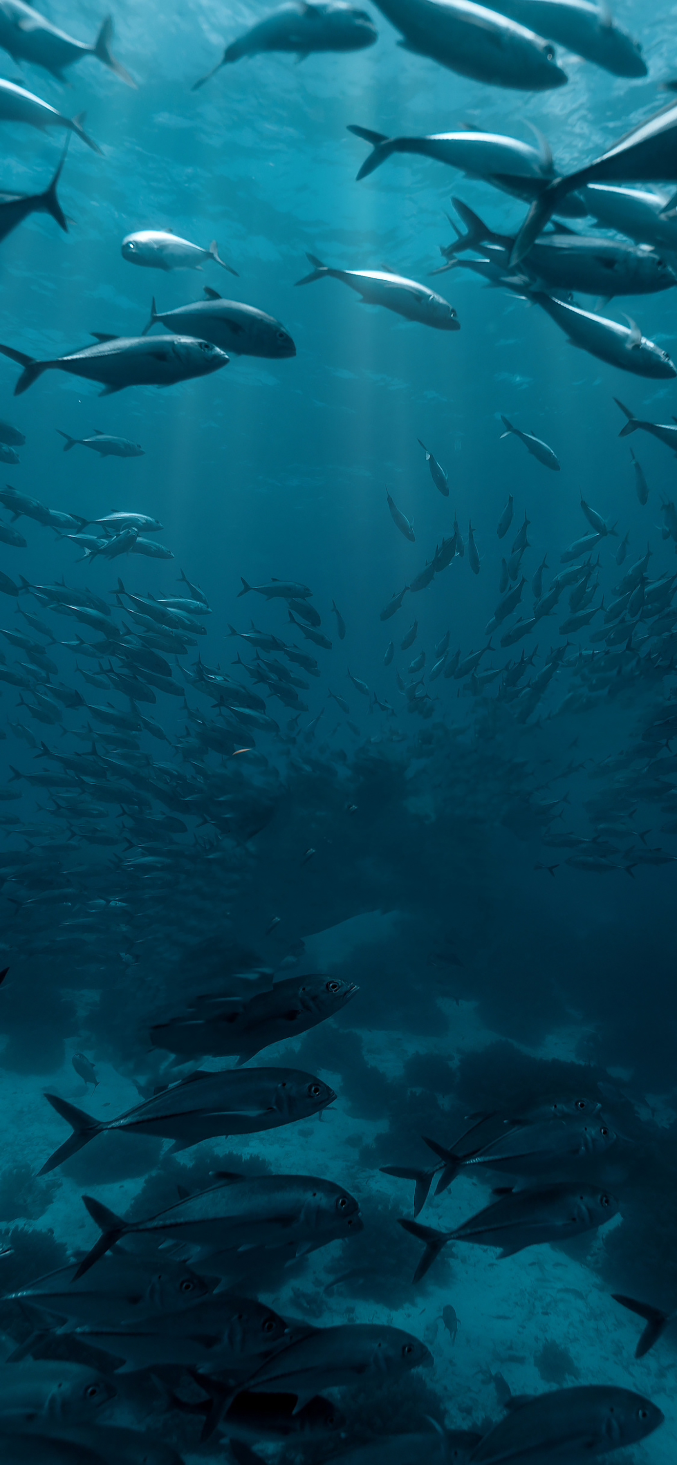 花鸟壁纸动物壁纸,动物壁纸高清手机壁纸